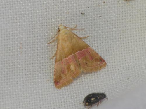 Eublemma parva